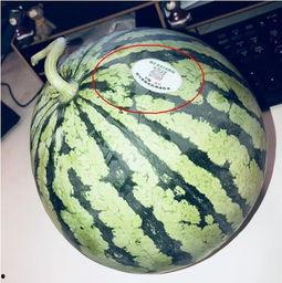 康熙网红吃瓜是谁,揭秘网络红人的幕后故事